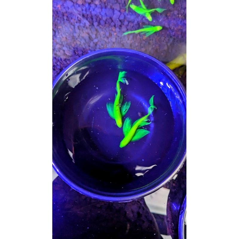 Danio Slayer Indukan