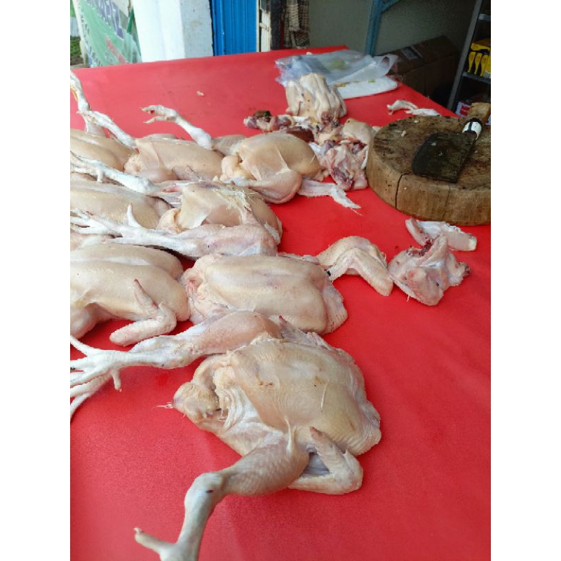 

ayam potong fresh boiler