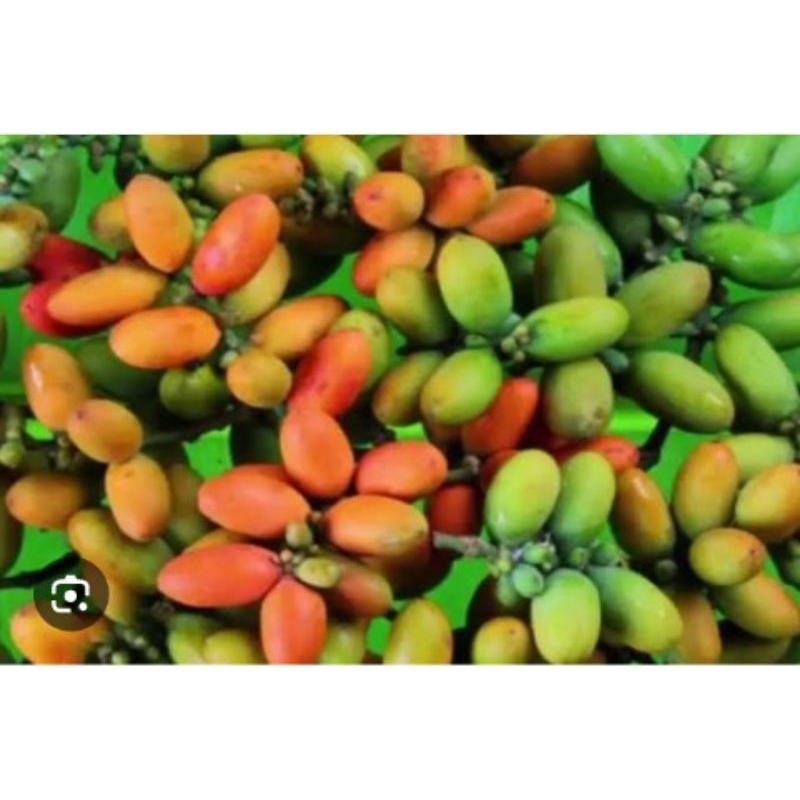 

biji melinjo segar 250g