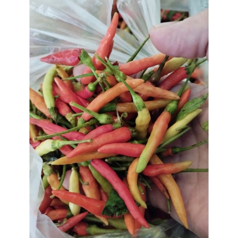 

cabe rawit pedas mantul