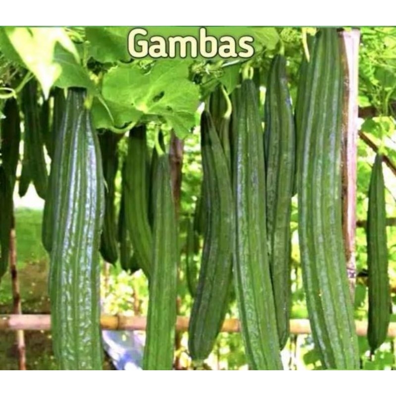 Benih Oyong/Gambas Unggul isi 5 Biji Kemasan Seed Tahan terhadap Virus