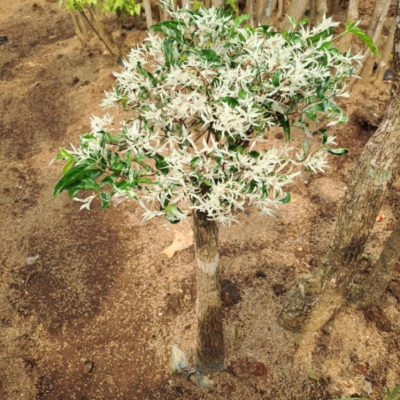 Tanaman Hias Bonsai Putri Salju / Bonsai Putri Salju Kwalitas A1