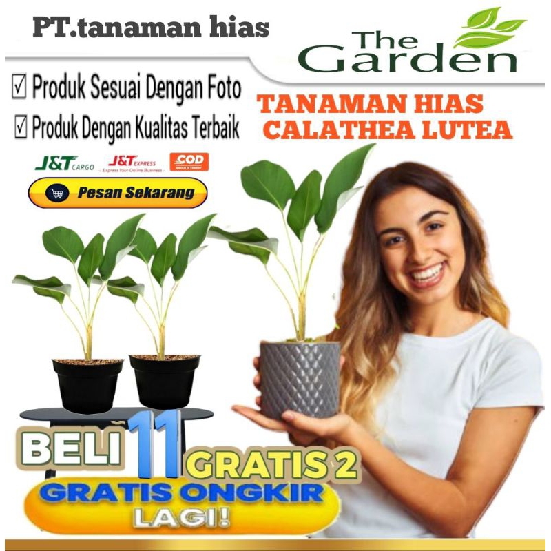F⚡ASH SALE  Tanaman hias calathea lutea tinggi 50-80cm