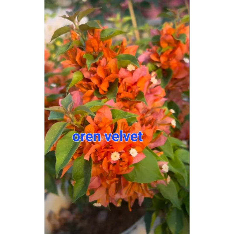 EM OREN NEW ID BOUGENVILLE IMPORT ORI