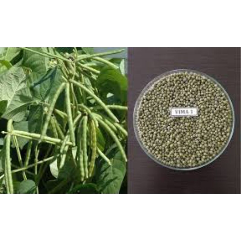 500 butir benih kacang hijau vima