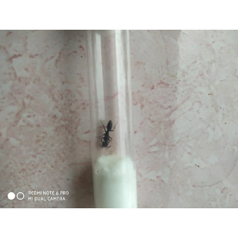 Ratu semut odontoponera denticulata