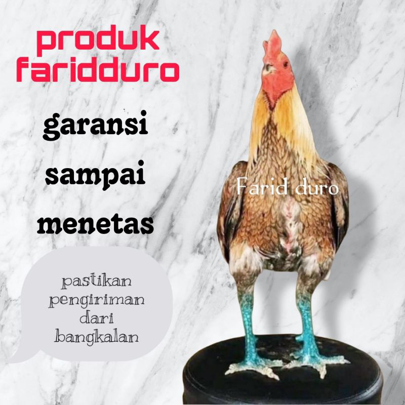 

Telur Tetas GARANSI SAMPAI MENETAS pama trah ninja x yokeree x saenkhon x cocoa