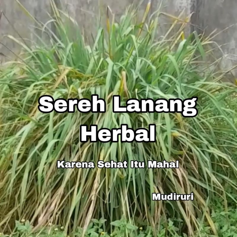 

Sereh Lanang Herbal