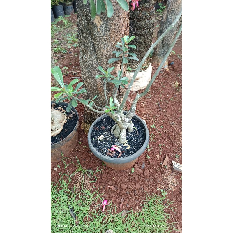 pohon adenium kamboja besar