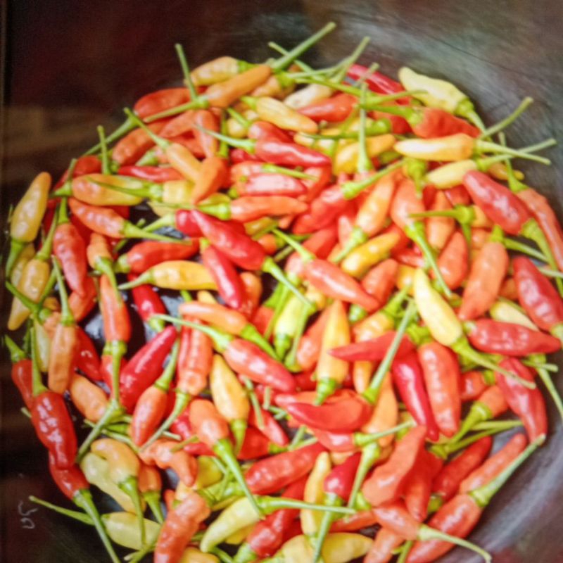 

Cabe rawit Domba