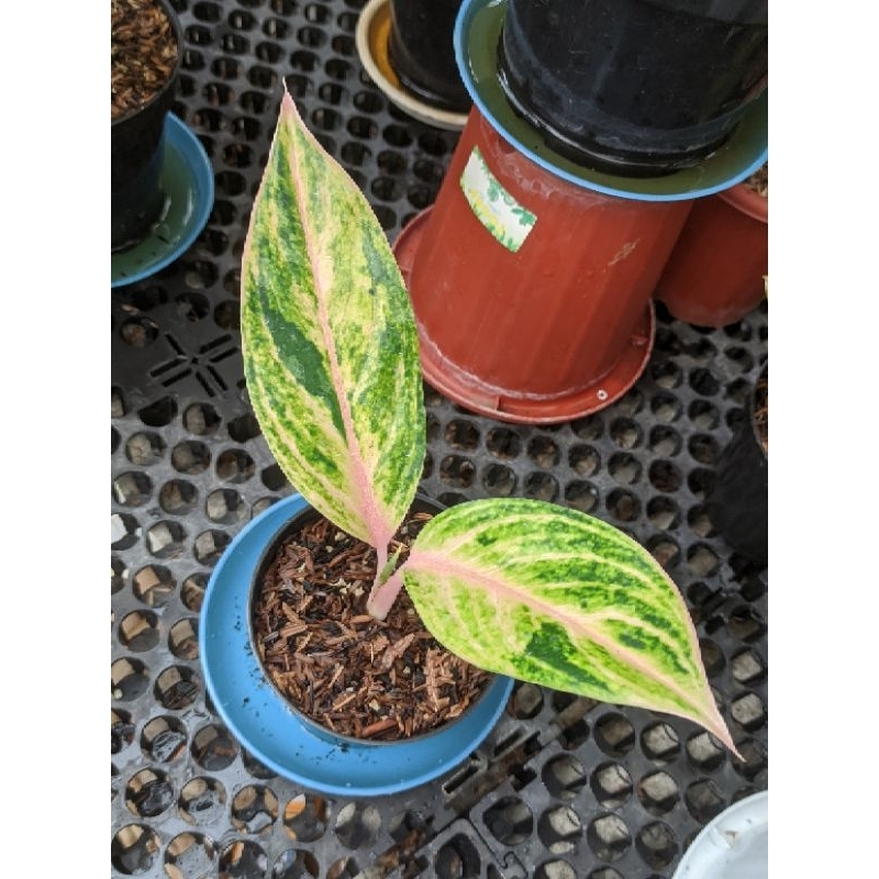 Aglaonema Obama