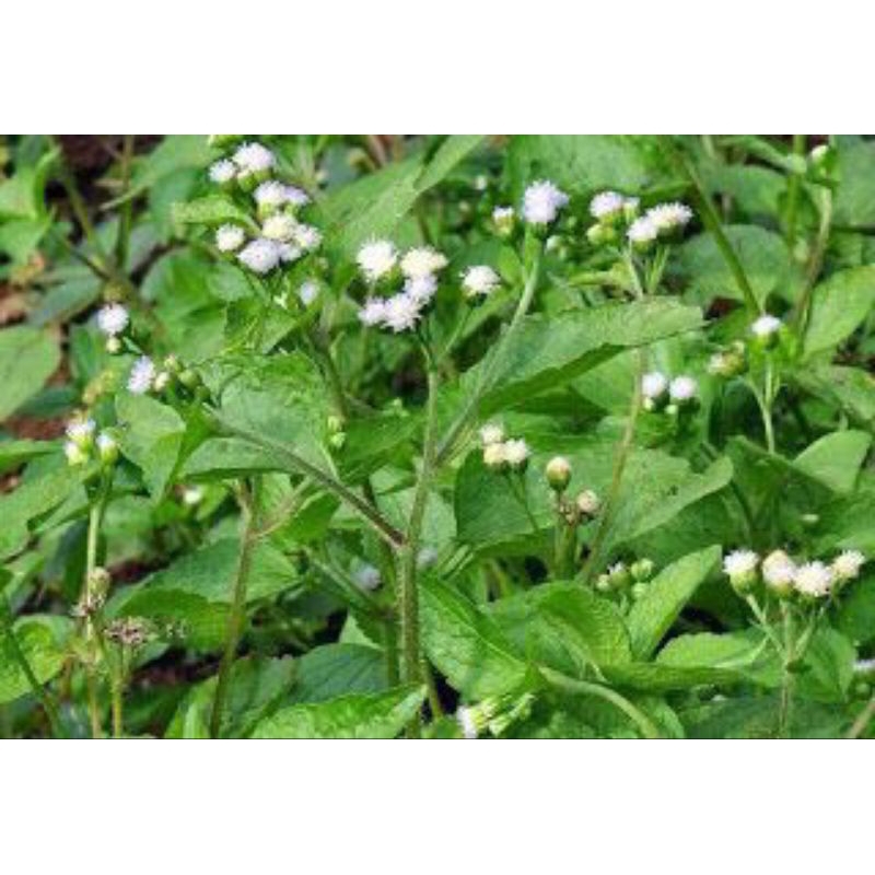 

Daun bandotan segar 100 gram