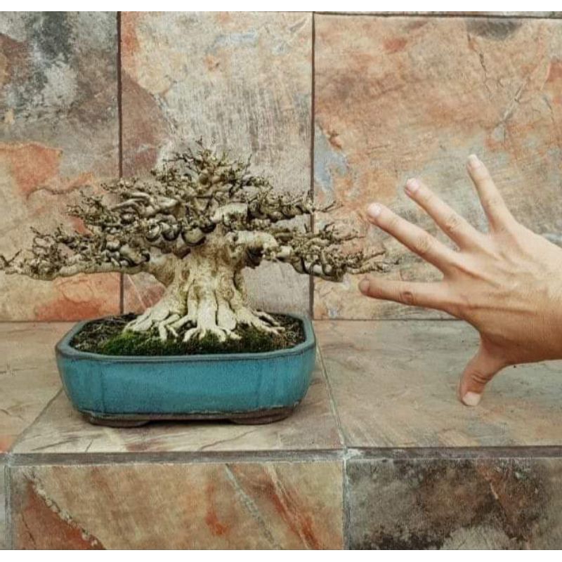 Tanaman bonsai jumbo bahan Sancang jumbo