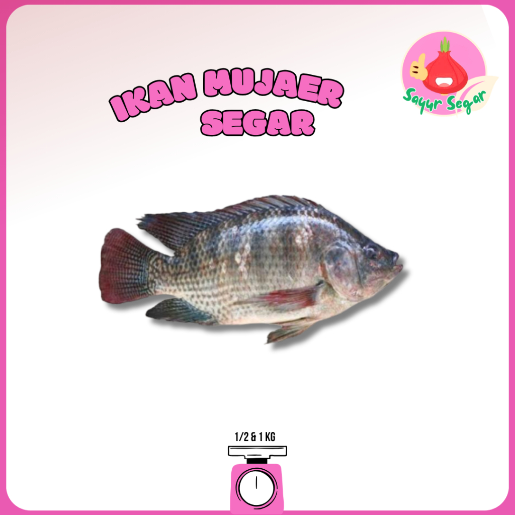 

Sayur Segar - Ikan Mujaer Segar / Tilapia Fish