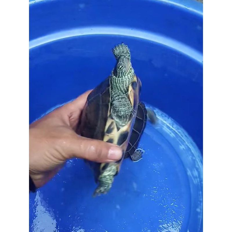 Kura Hybrid Ocanemys ( Ocadia x Chinemys )