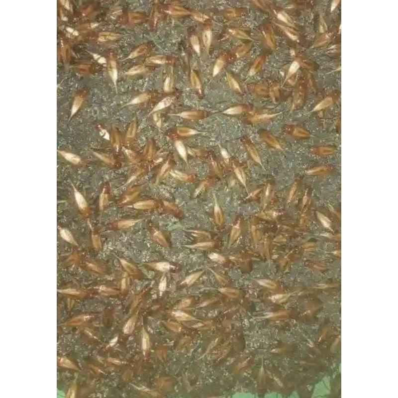 TELUR JANGKRIK MADU KUNYIT 100 GRAM