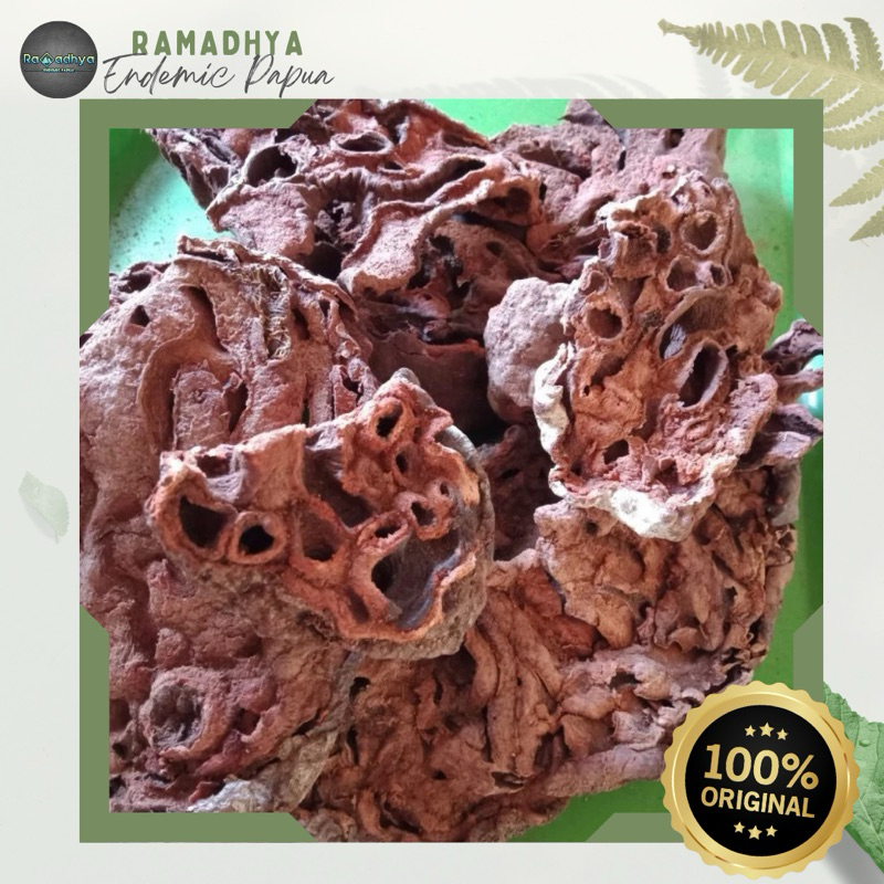 

Sarang Semut Asli Papua Original 100% [ 1kg ] sarang semut papua premium