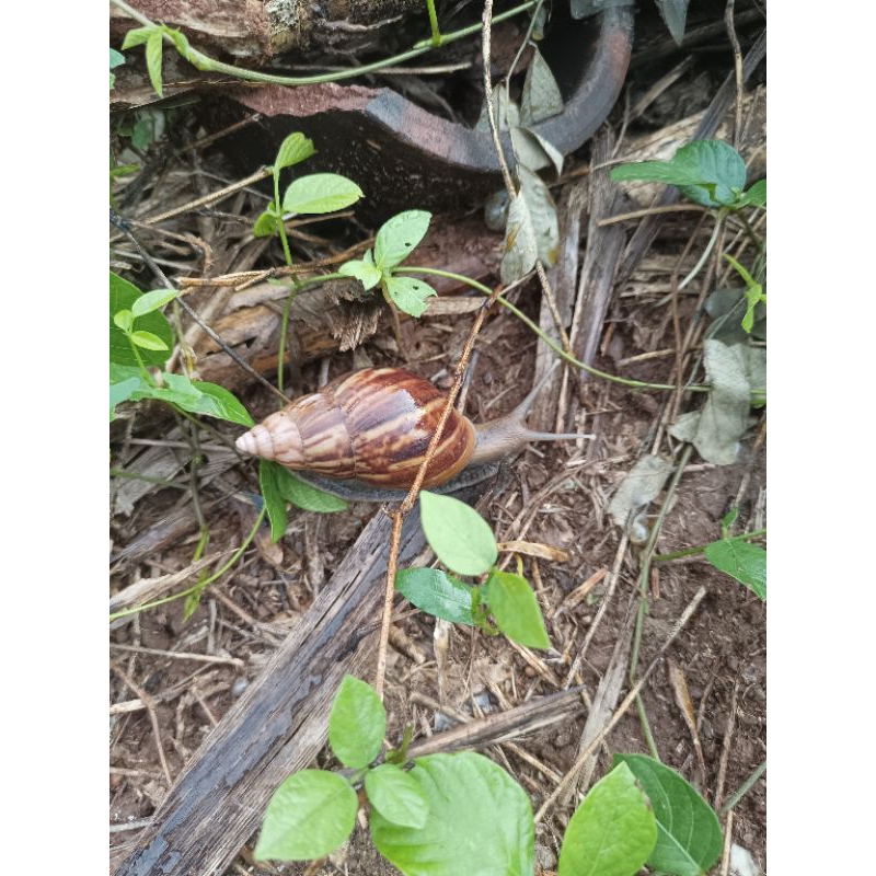 Bekicot Hidup Achatina Variegata