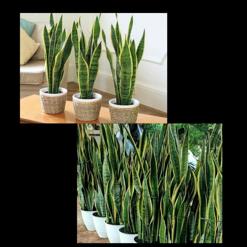 Lidah Mertua Hidup, Lidah Mertua Besar, Lidah Mertua Jumbo