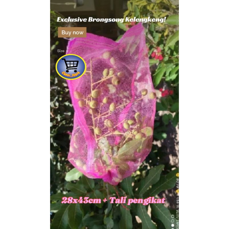 Brongsong kelengkeng buah matoa jambu mangga