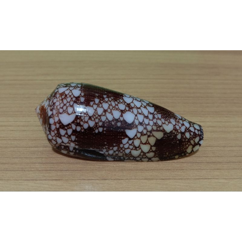 cangkang kerang conus Auliacus