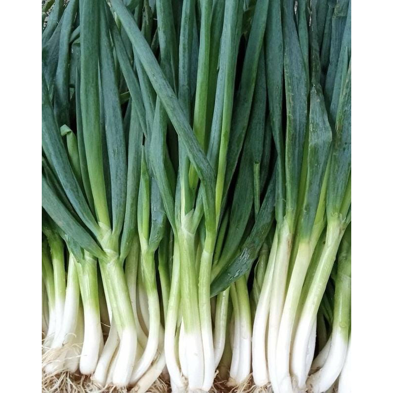 

husnafreshgarden 1kg daun bawang (bisa di buat bibit)