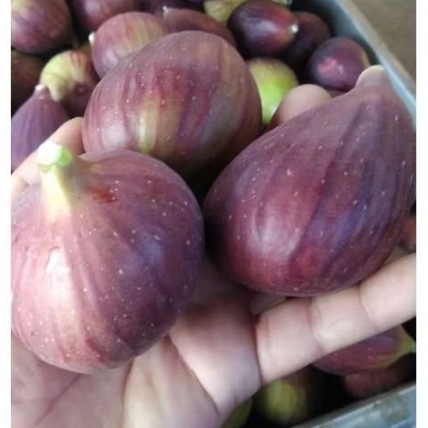 

buah tin fresh 300gr blue giant yordan