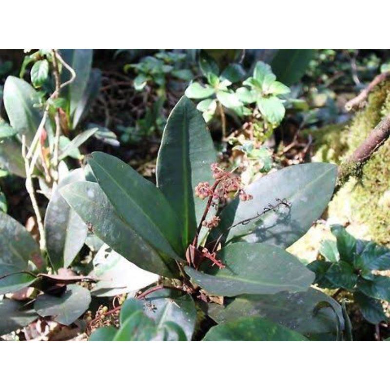 

Kacip fatimah kering 1 kg herbal populer malaysia. Labisia pumila utk kewanitaan & tradisional herbal