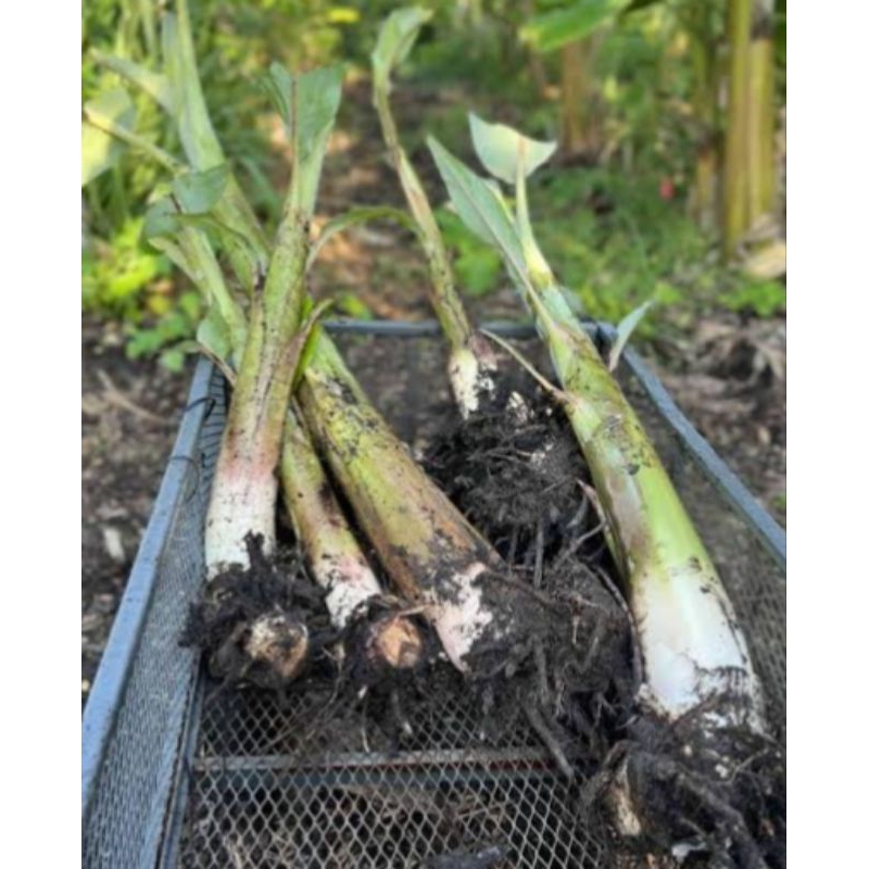 bibit pisang kepok jumbo kuning bibit unggul siap tanam sudah berakar