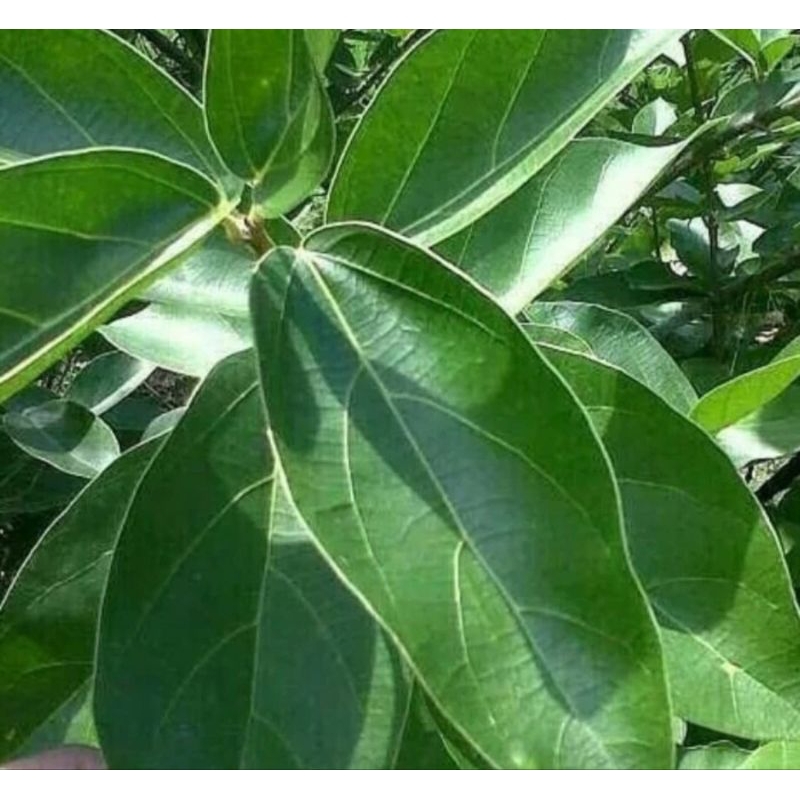 

Daun Cincau Hijau Per Lembar