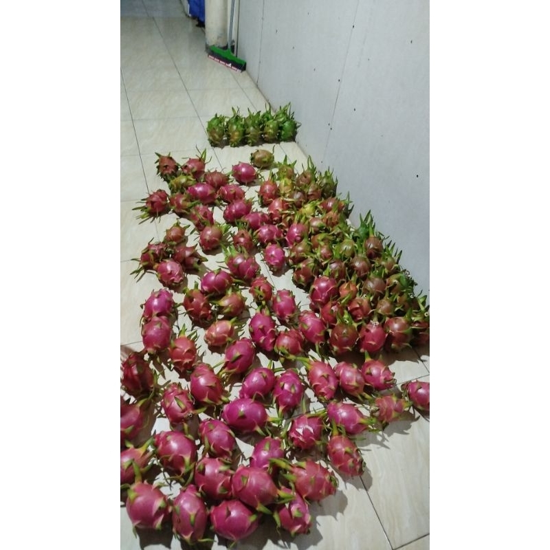 

BUAH NAGA PUTIH 10KG || buah naga isi putih || buah naga muria || buah naga asam manis