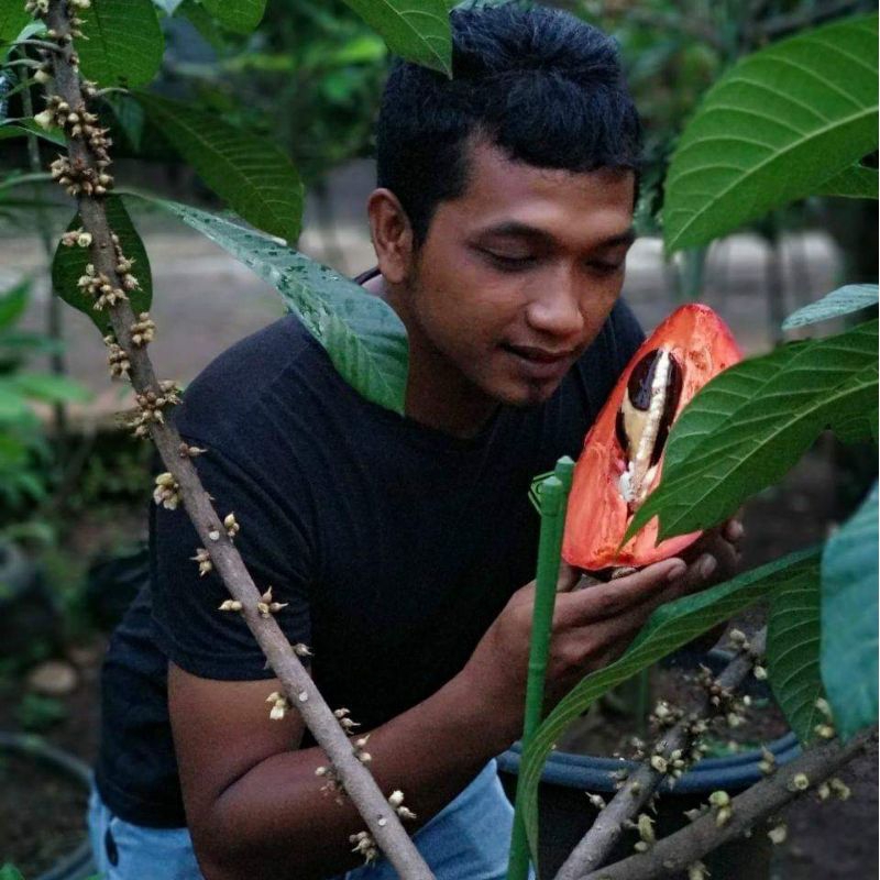 Mamey Sapote Magana Stabil Dari Cangkok