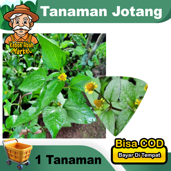 Tanaman Jotang Harga Satuan