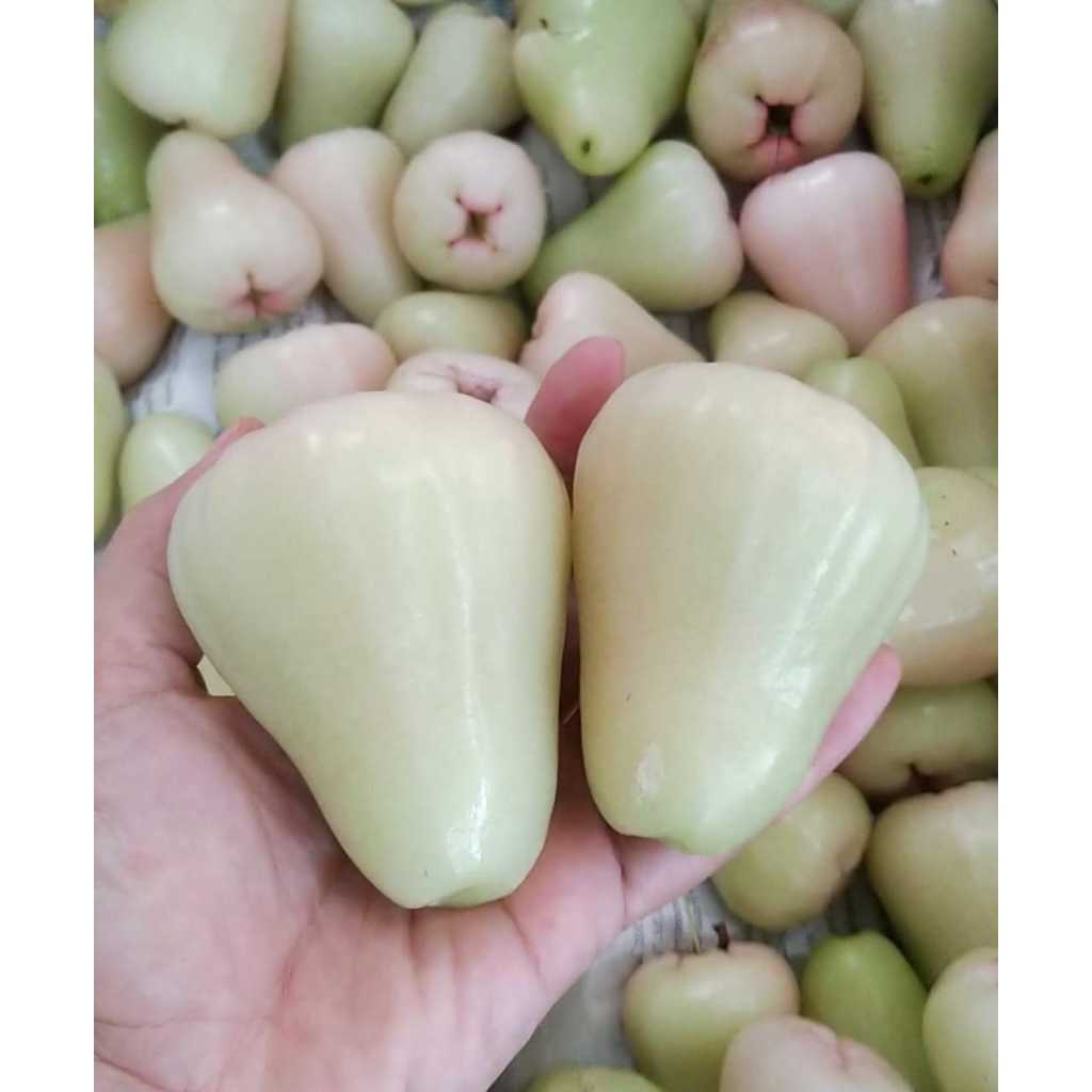 

Jambu Air Deli Susu Madu Manis 1 Kg l Jbp_Fresh