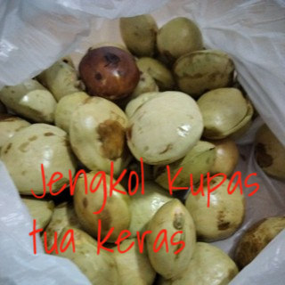 

Jengkol tua kupas 2 kg Bahan Masakan Semur Jengkol Fresh Belum direndam