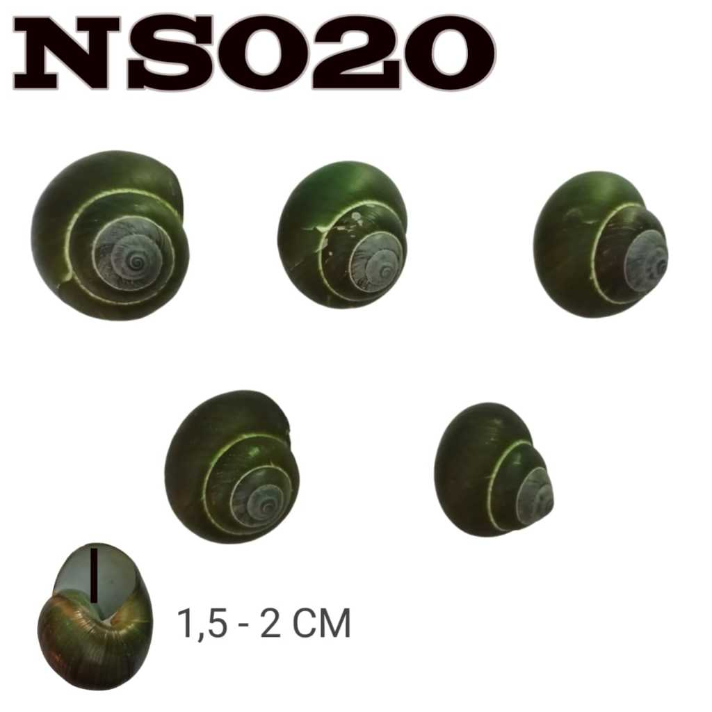 T Sarmaticus shell cangkang rumah kelomang umang hermit crab natural asli