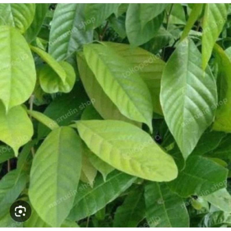 

Daun dukuh segar per lembar