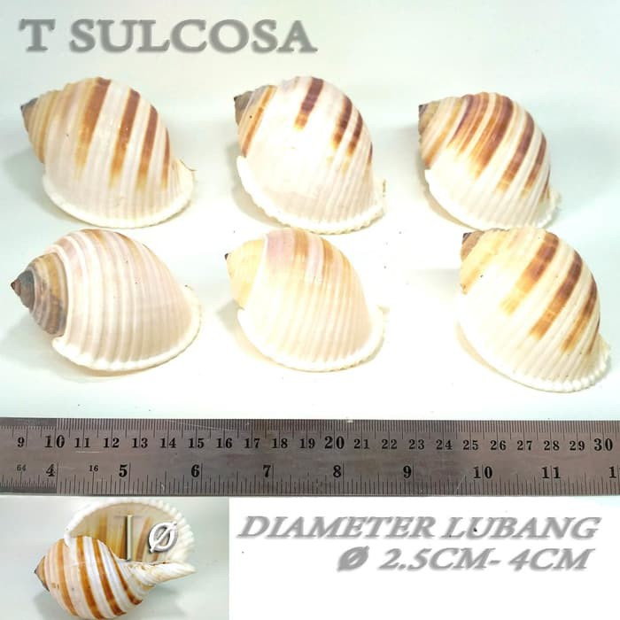 T Sulcosa cangkang shell kelomang keong umang umang kumang pompongan natural asli kosong murah besar