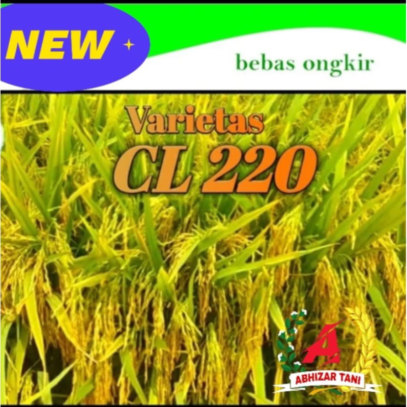 benih padi CL 220 (KEMASAN 1KG)