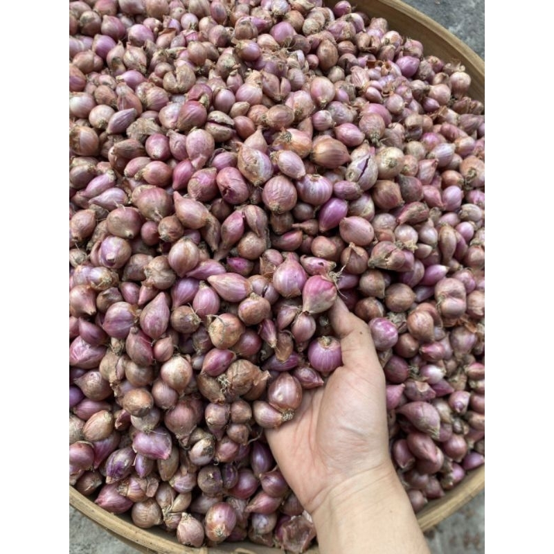 

bawang merah nganjuk ukuran campur dominan tanggung kecil 1000gr