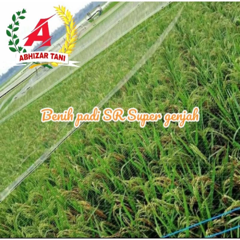 Benih padi SR SUPER GENJAH KEMASAN 1KG