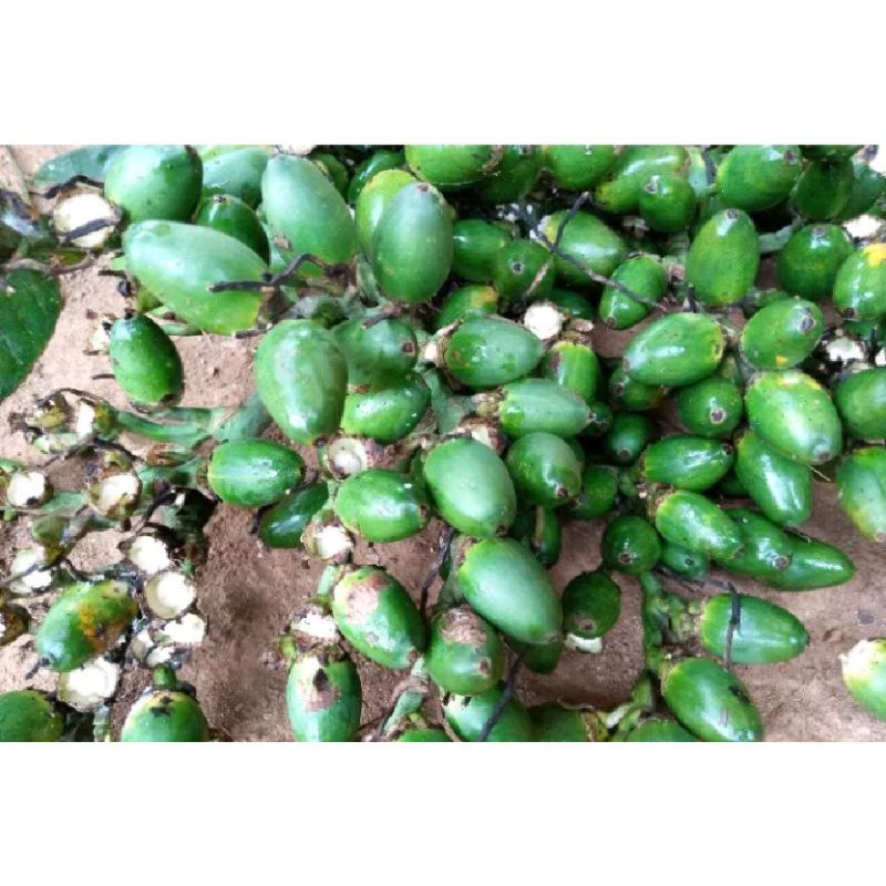 

promo pinang muda/jambe muda 250gram