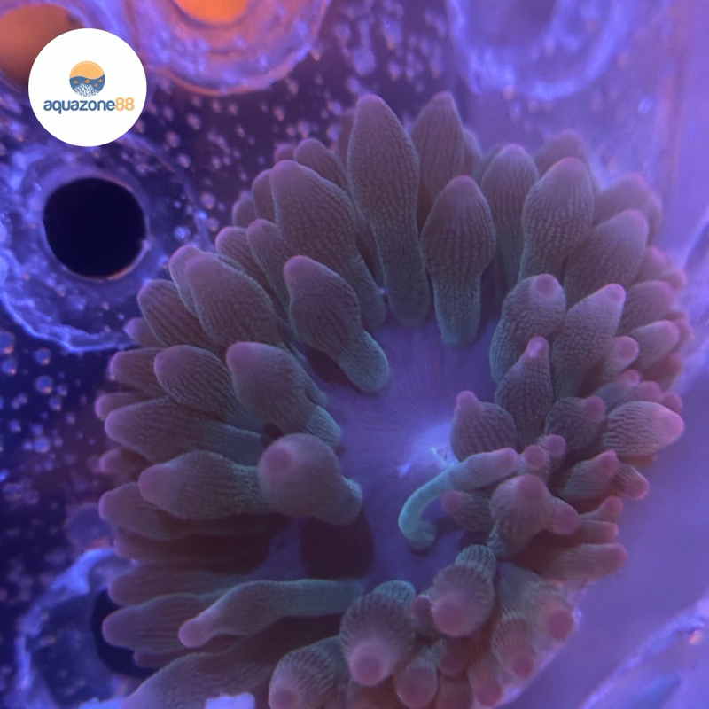 Anemon Jagung Red Bubble Tip Merah