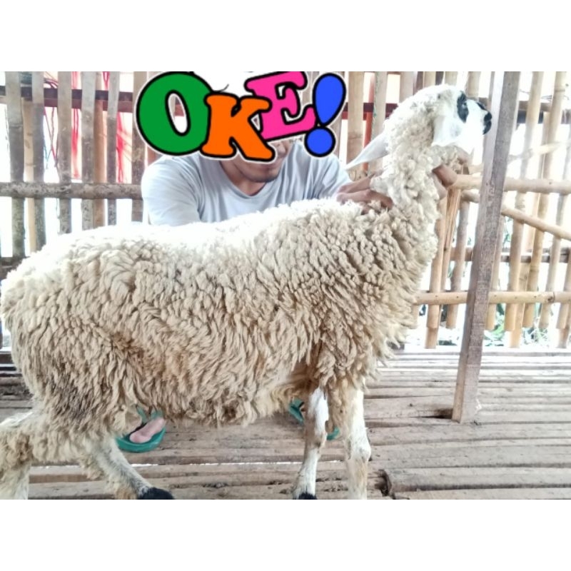 

Domba Lokal siap Potong