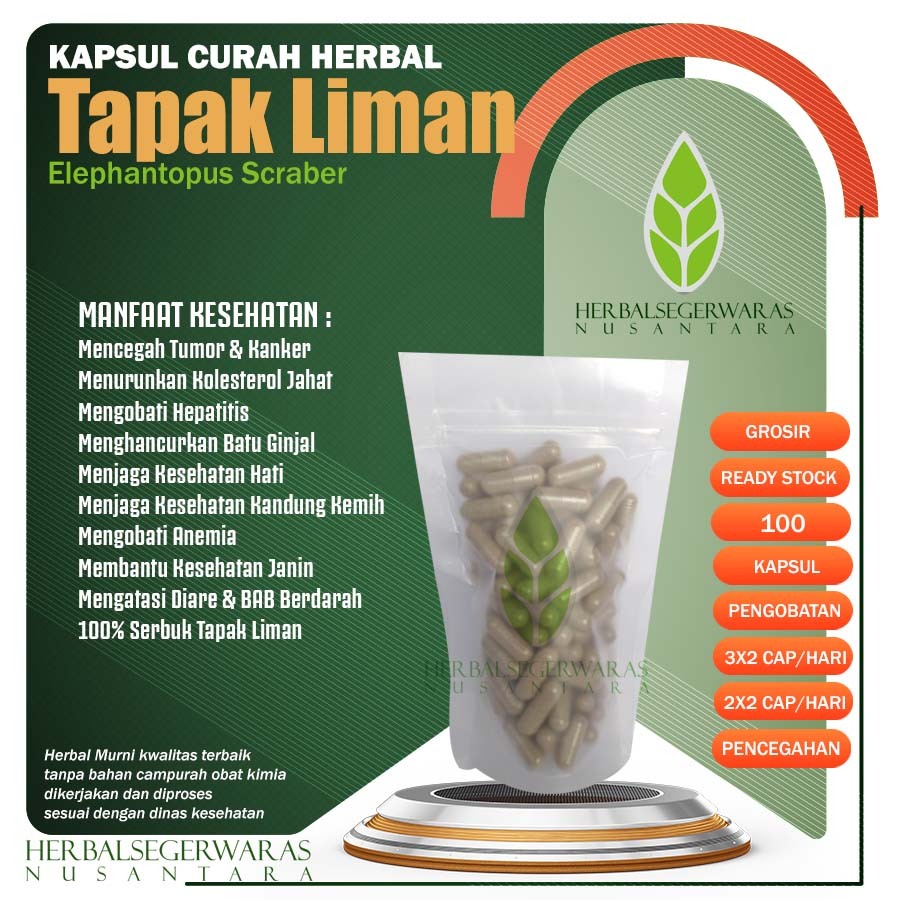 TAPAK LIMAN 100 Kapsul Herbal Tumor Amandel Peradangan Nyeri Haid Hati