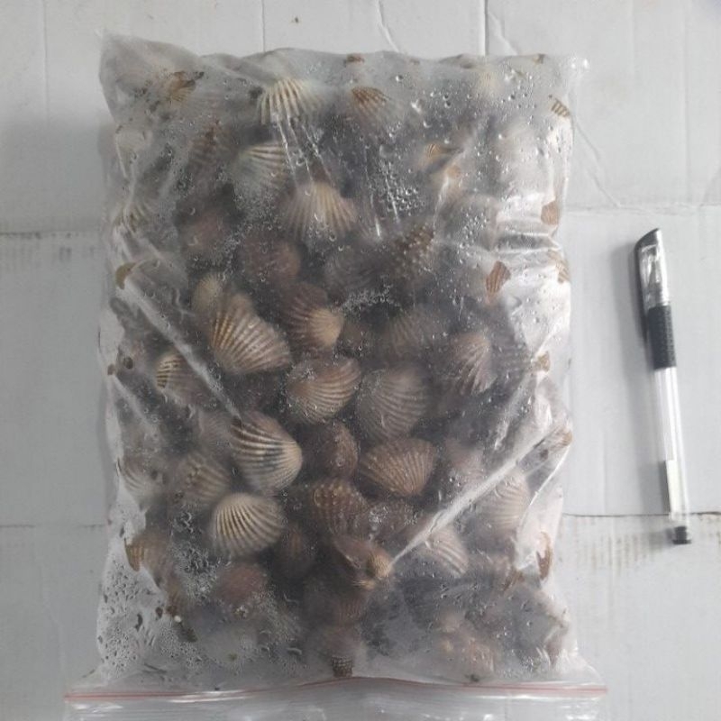 

kerang dara fresh frozen 1000gr