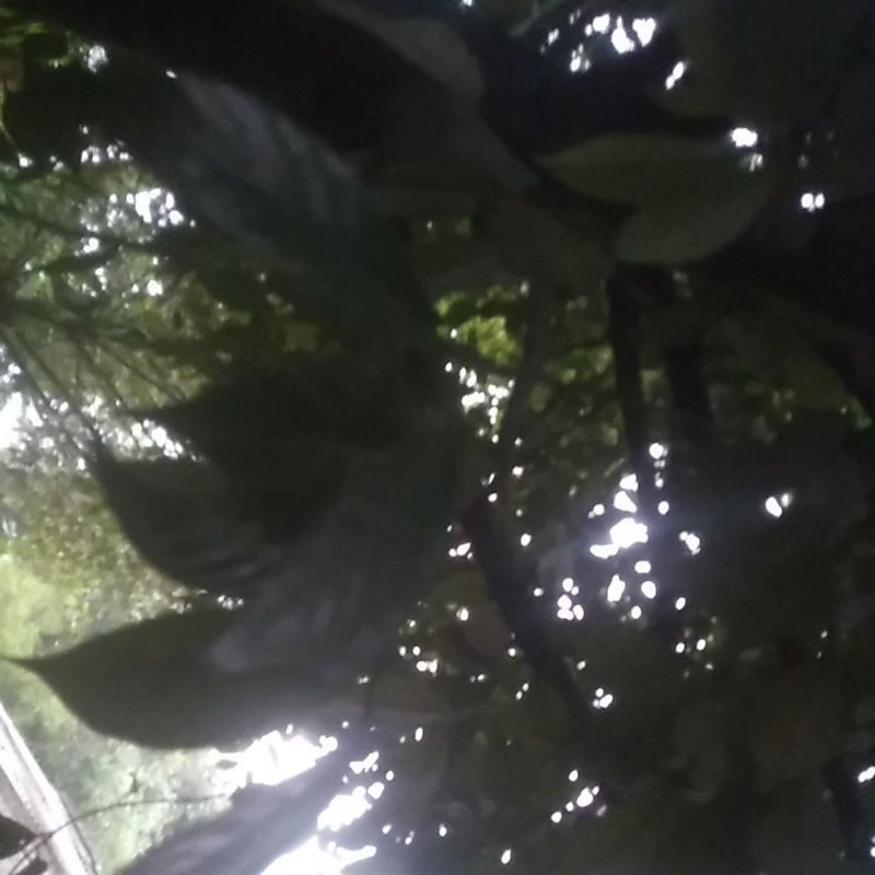 

daun pala 100 lembar