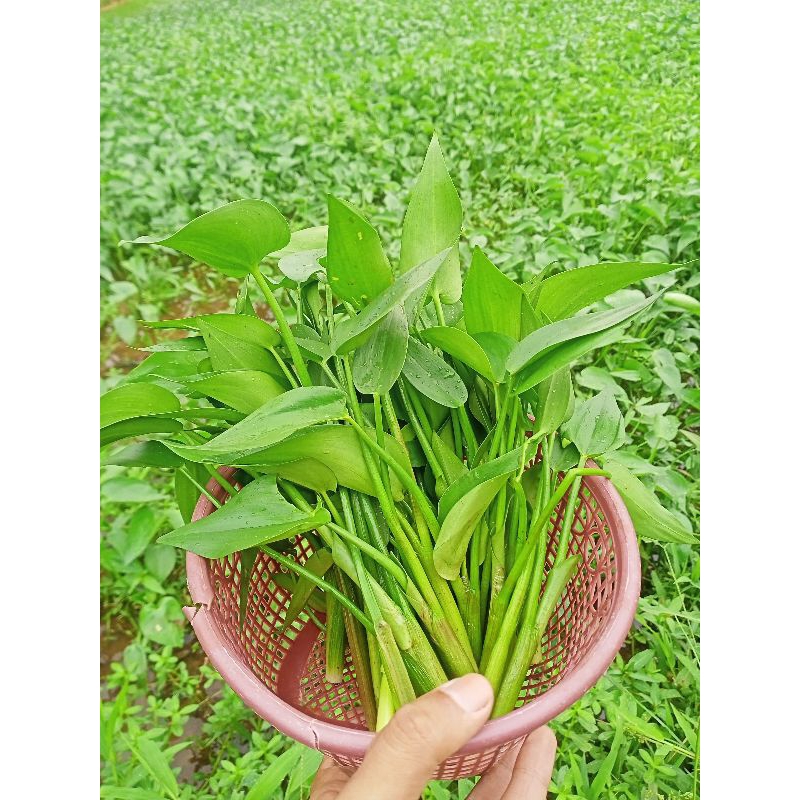 

Eceng sawah segar 500 gram