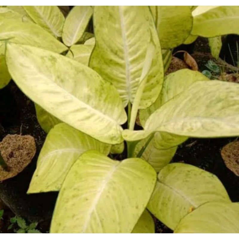 Tanaman Diven Tisu Bahagia