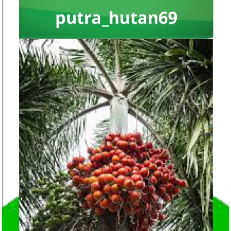 

TERMURAH PINANG TUA UNGGULAN 1KG